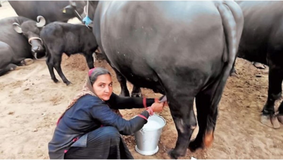 Animal Husbandry 62 YO Navalben Chaudhary Selling Rs. Crore milkYear