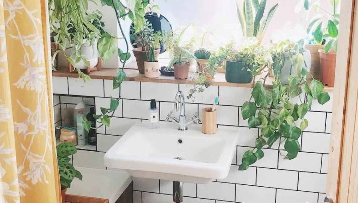 15 Moisture Absorbing Bathroom Plants