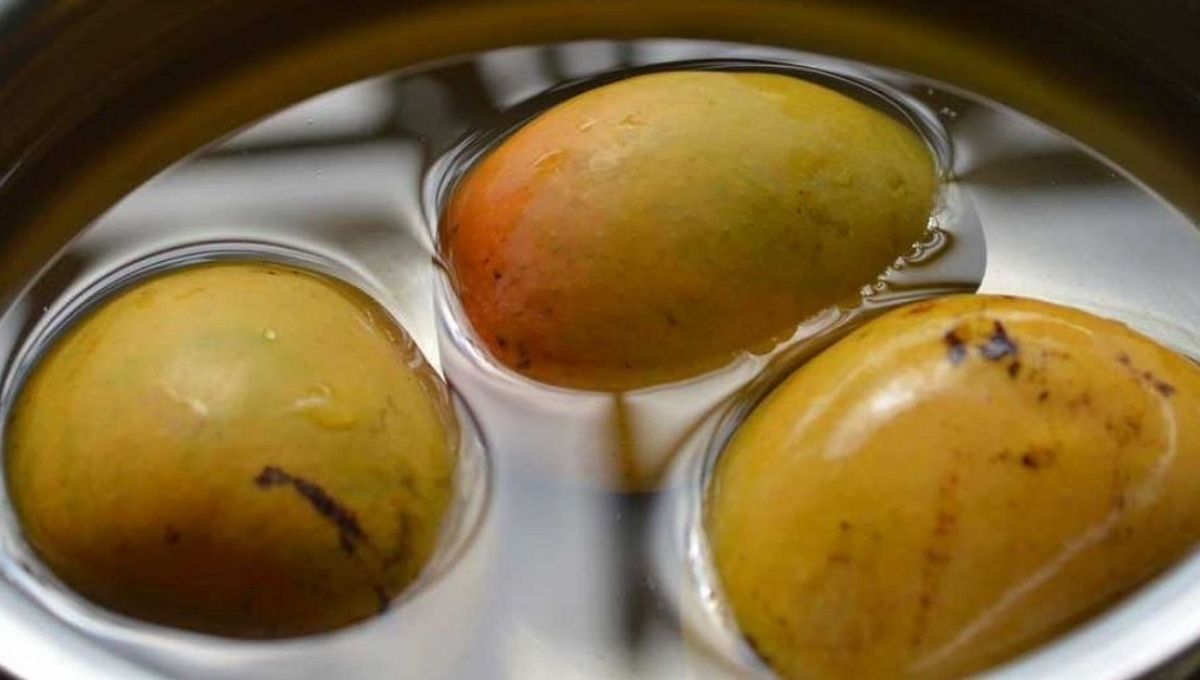 Science behind Soaking Mango in water before eating