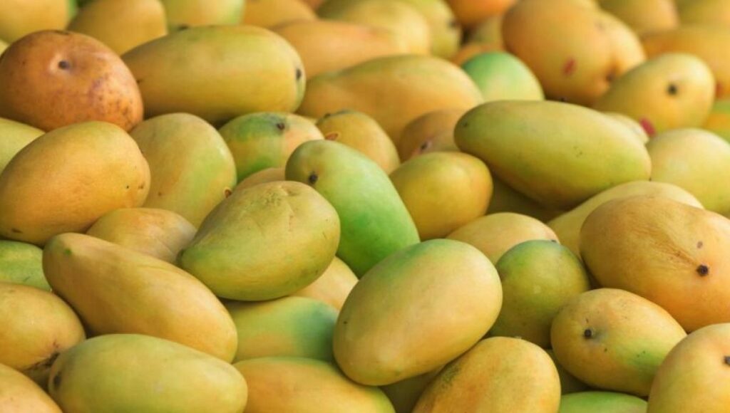 chemically ripened mango