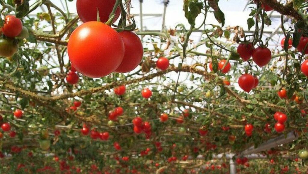 grow tomato vertically