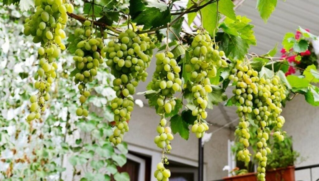 grow grapes vertically 