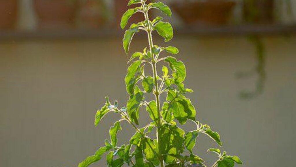 How To Care Tulsi or basil plant in summer 