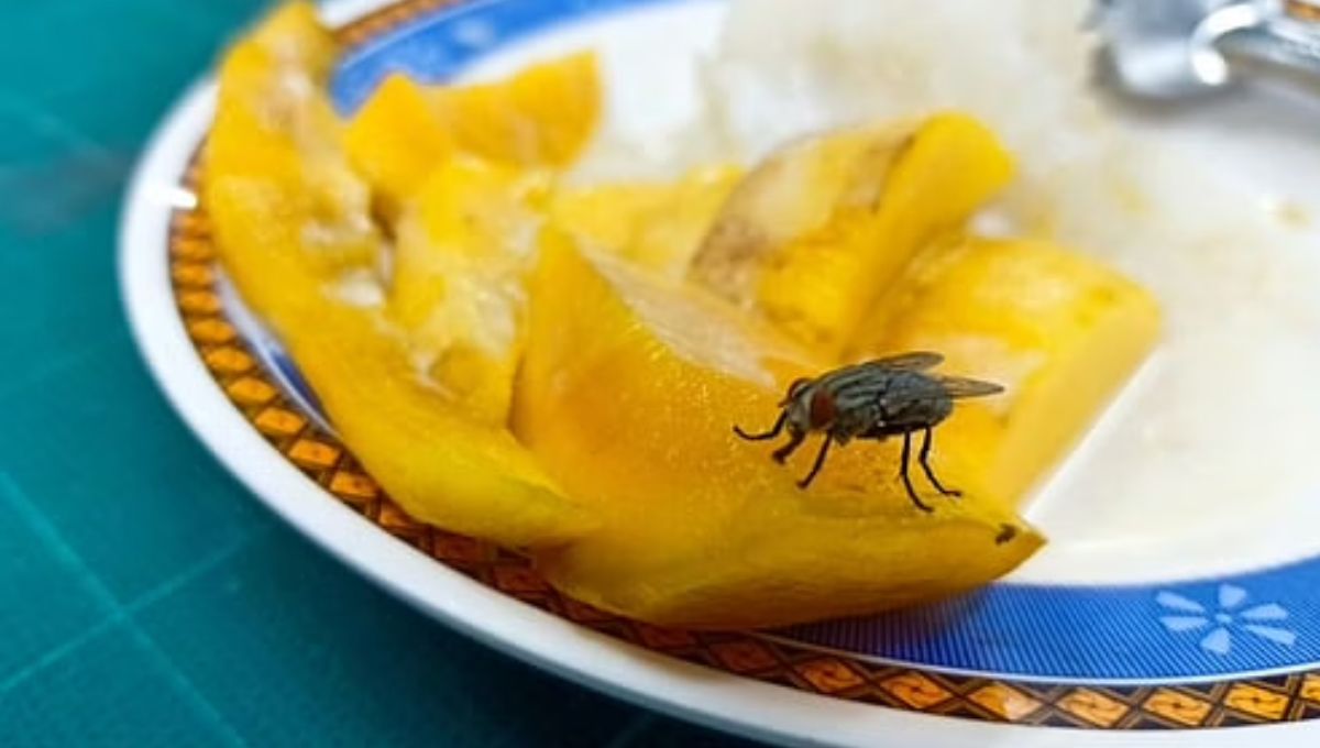 Natural Repellent: This Monsoon, Get Rid Of Flies Without Toxic Chemicals