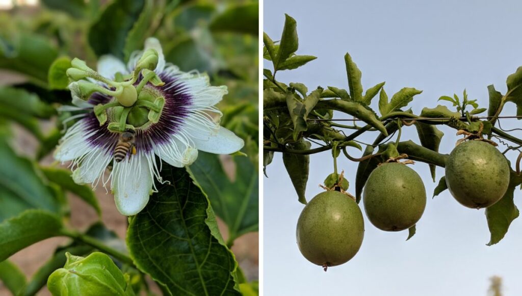 Passion Fruit's Flower helps natural pollination 