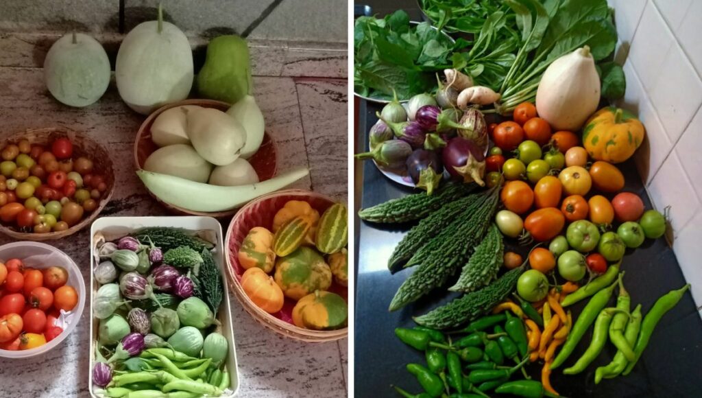 vegetables from kitchen garden 