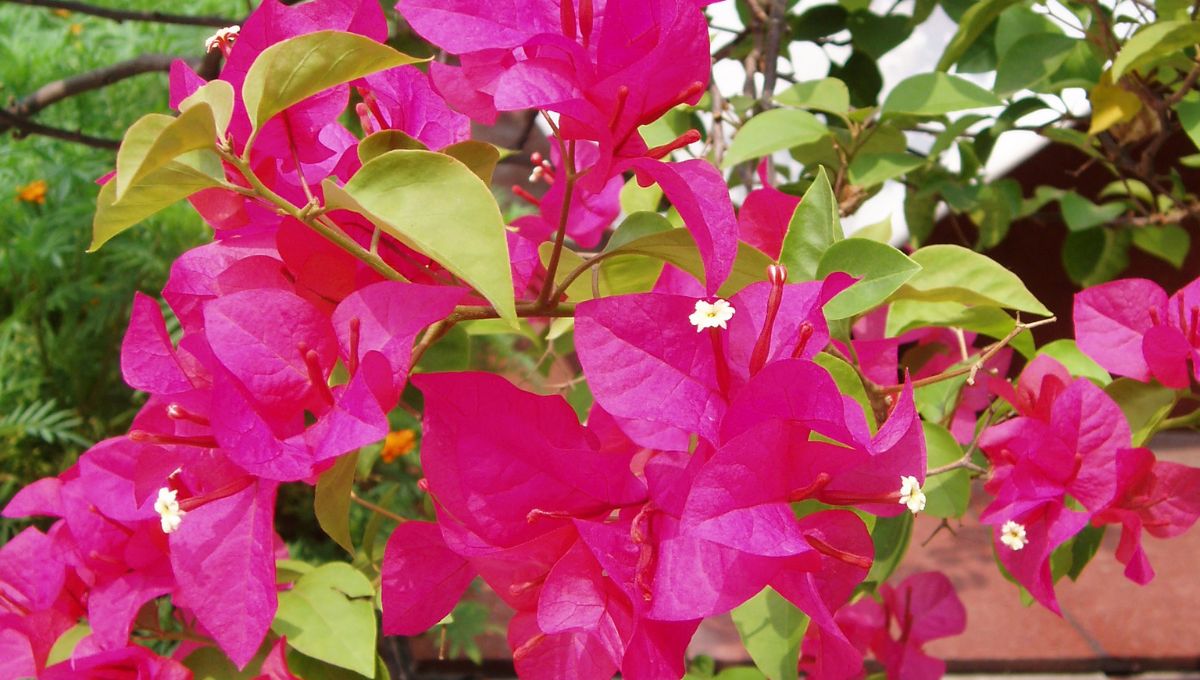 Plant these five flowers in this monsoon season, your garden will ...