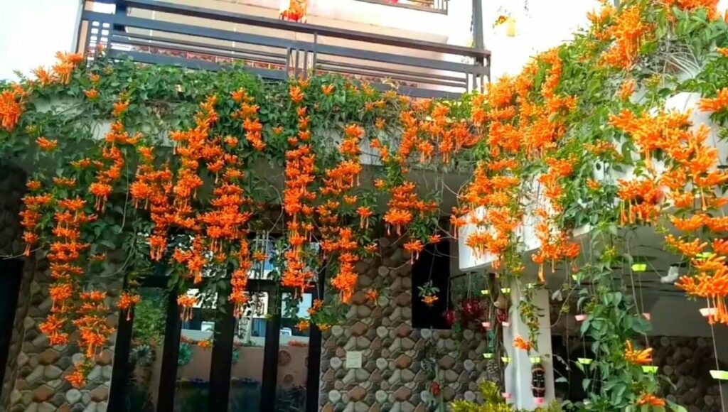 grow orange Trumpet vine in monsoon 