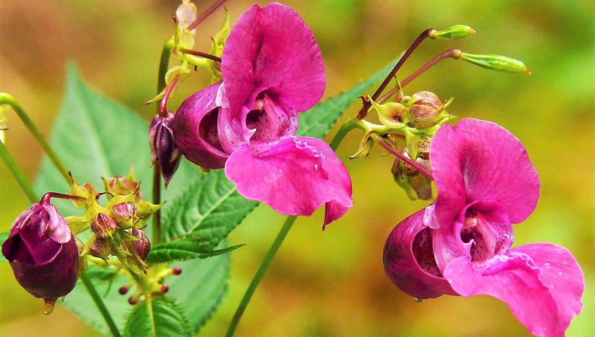 Plant these five flowers in this monsoon season, your garden will ...