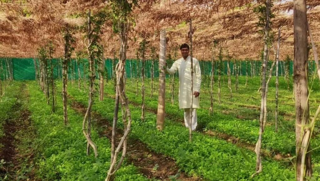 Akash Chaurasiya is doing multi layer farming