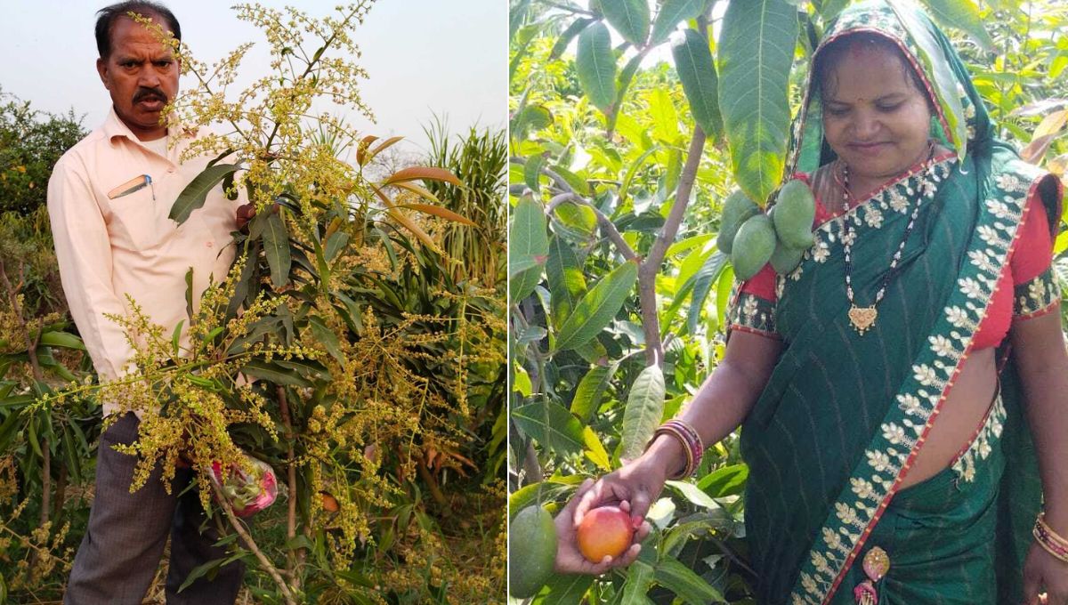 Sadabahar Mango, new variety of Mango grown by Kota farmer Shreekisan