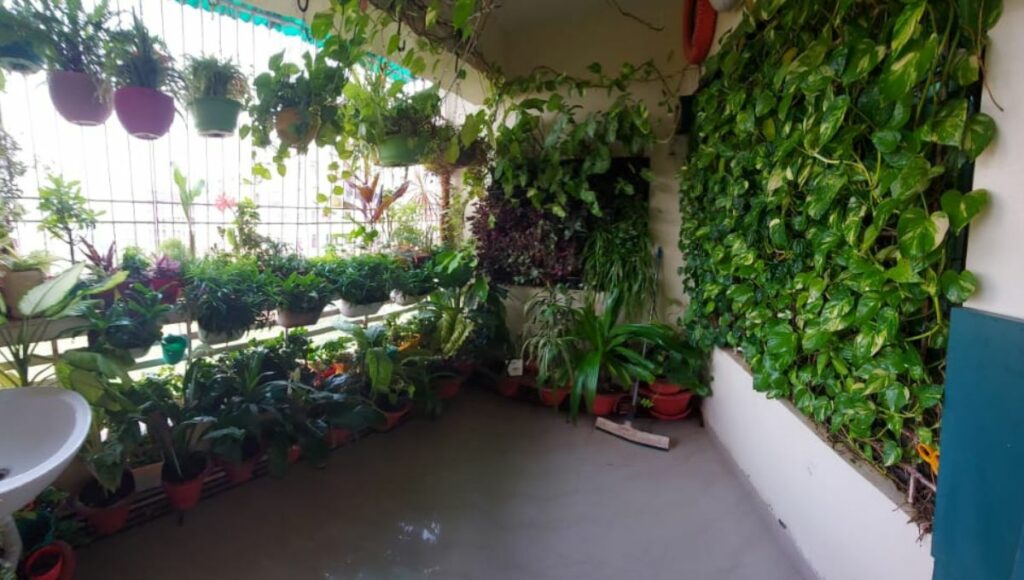 Dr. Pankaj's indoor Garden 
