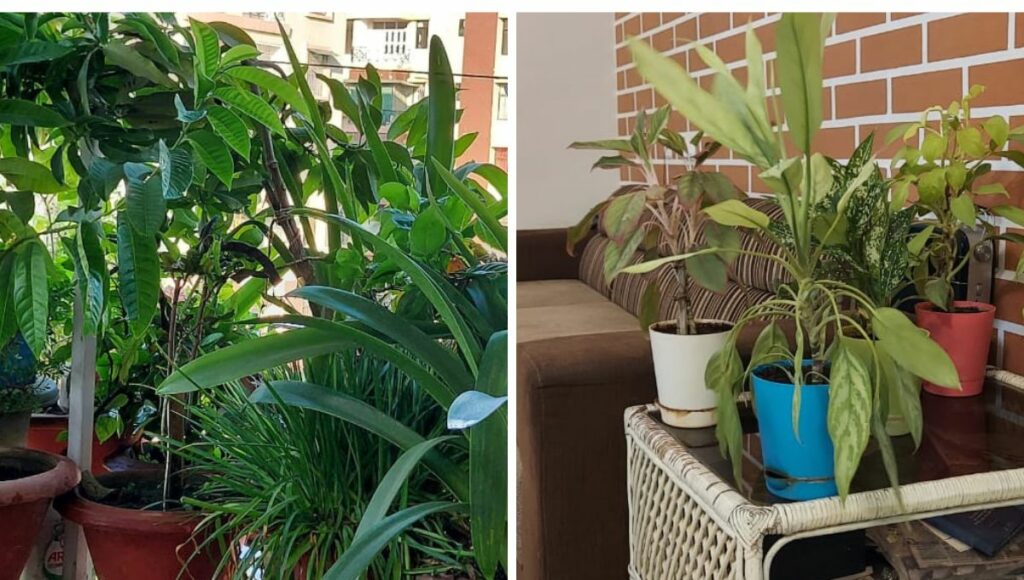Indoor plants at home 