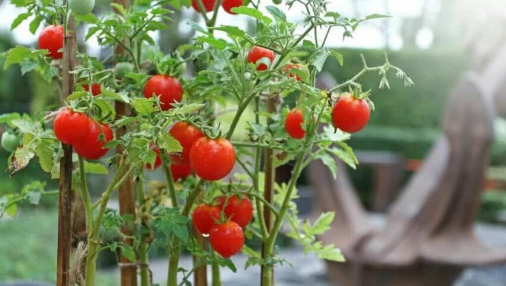 tomato to grow in july month 