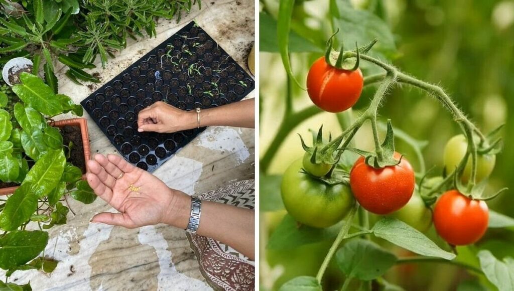 tomato in seedling try 