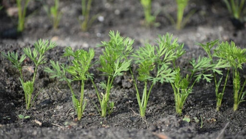 small plants of carrots
