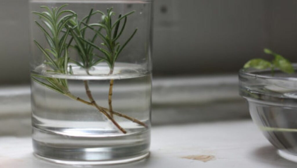 Grow Rosemary in water 