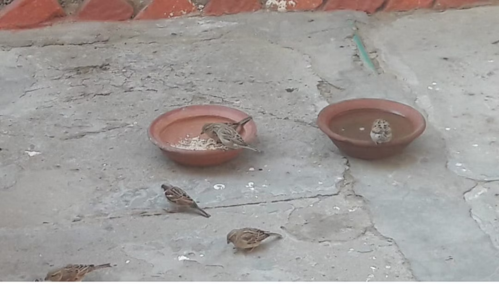 Sparrows 