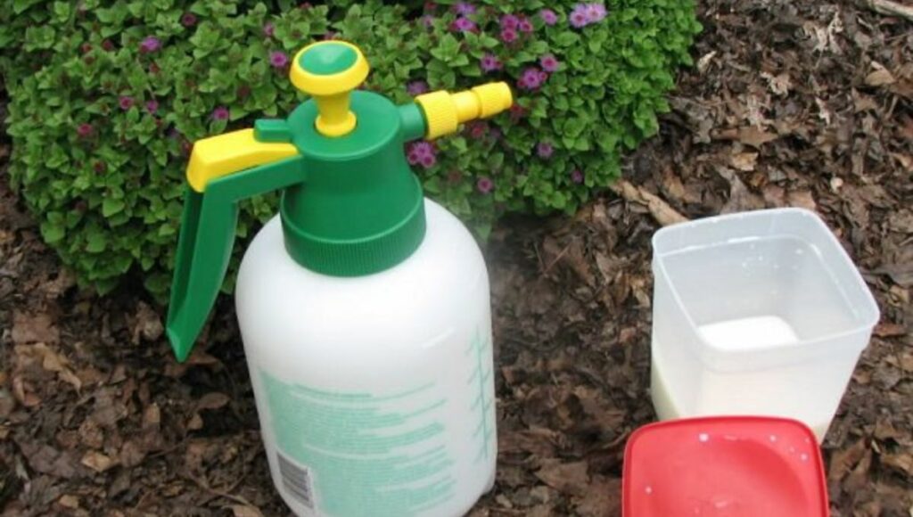 organic fungicide Milk spray for plants 