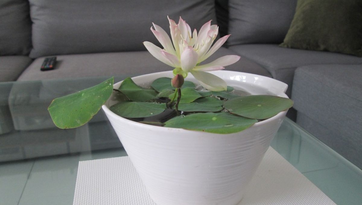 grow-lotus-at-home-by-this-easy-and-economical-process