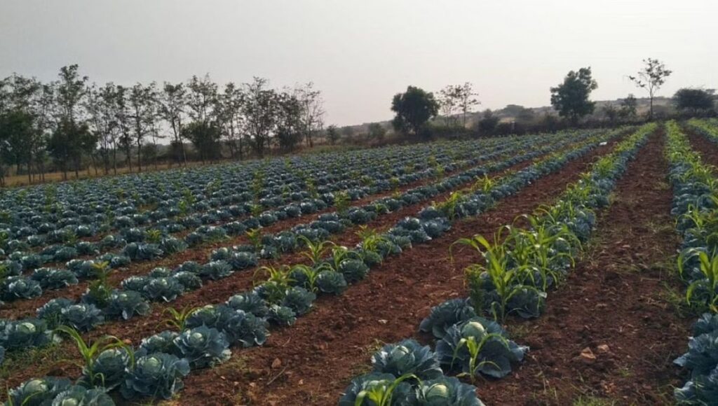 Organically cultivated cabbage in Roja’s farm at Donnehalli village.