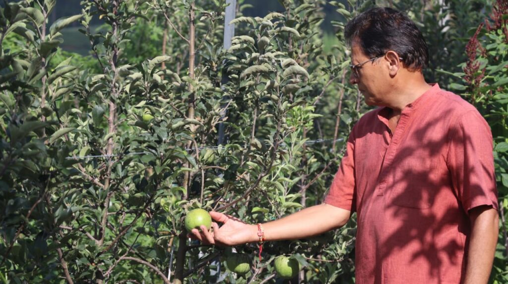 Vikram Rawat inspecting the apples on farm