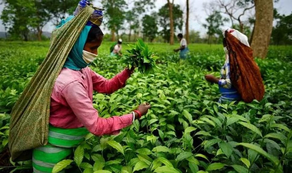Assam is famous for its beautiful tea gardens.
