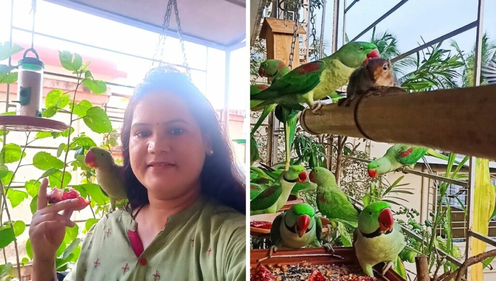Lots of parrots at Smita's  balcony 