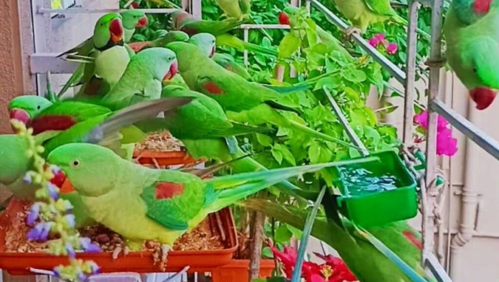 Parrots eating in home balcony 