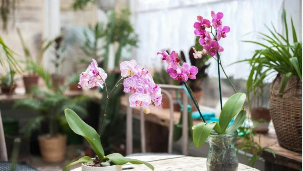 Growing orchids in home 