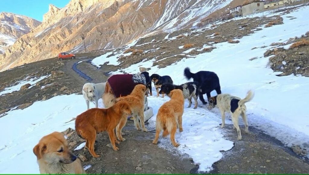 Dog Feeding Program by peepal farm in sipti valley 
