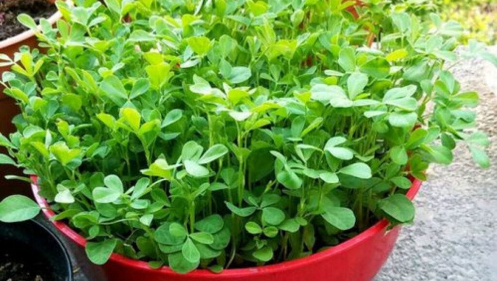 grow Fenugreek Plant in tub 