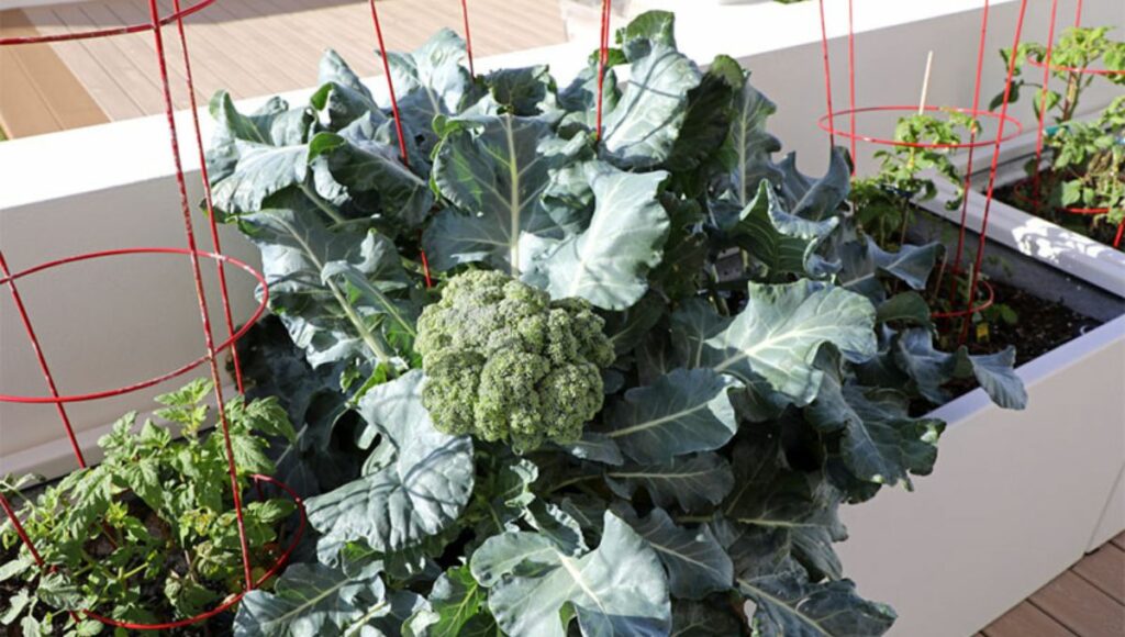 winter vegetable Broccoli plant  to grow in october 