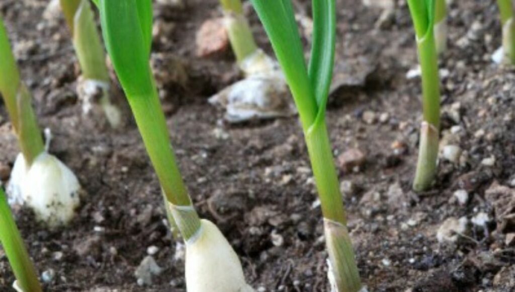 Garlic Plant to grow in october 
