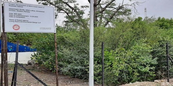 The patch of Miyawaki forest on the premises of Ahmedabad Railway Station.