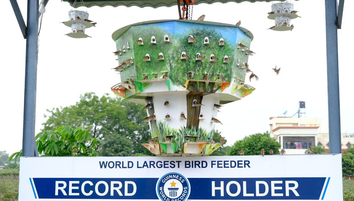 World largest bird feeder