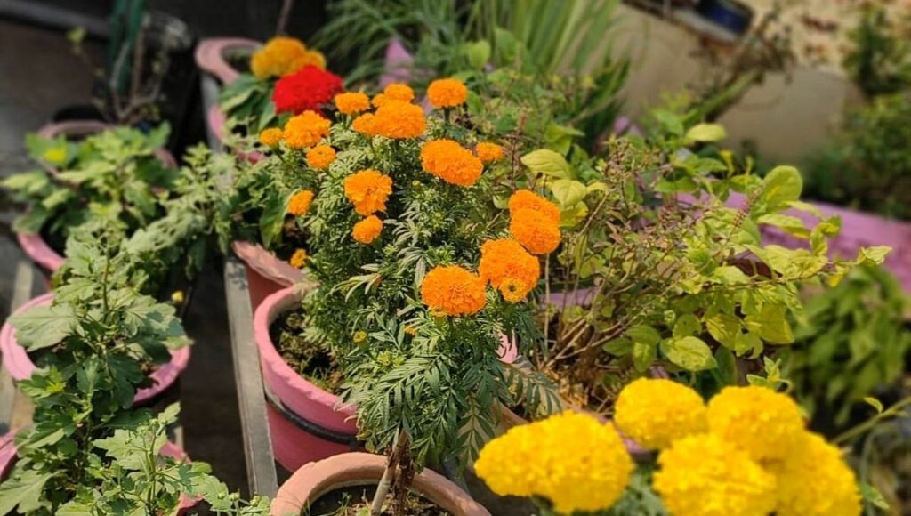 winter flower marigold 
