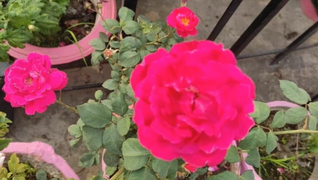 Rose flower in garden 
