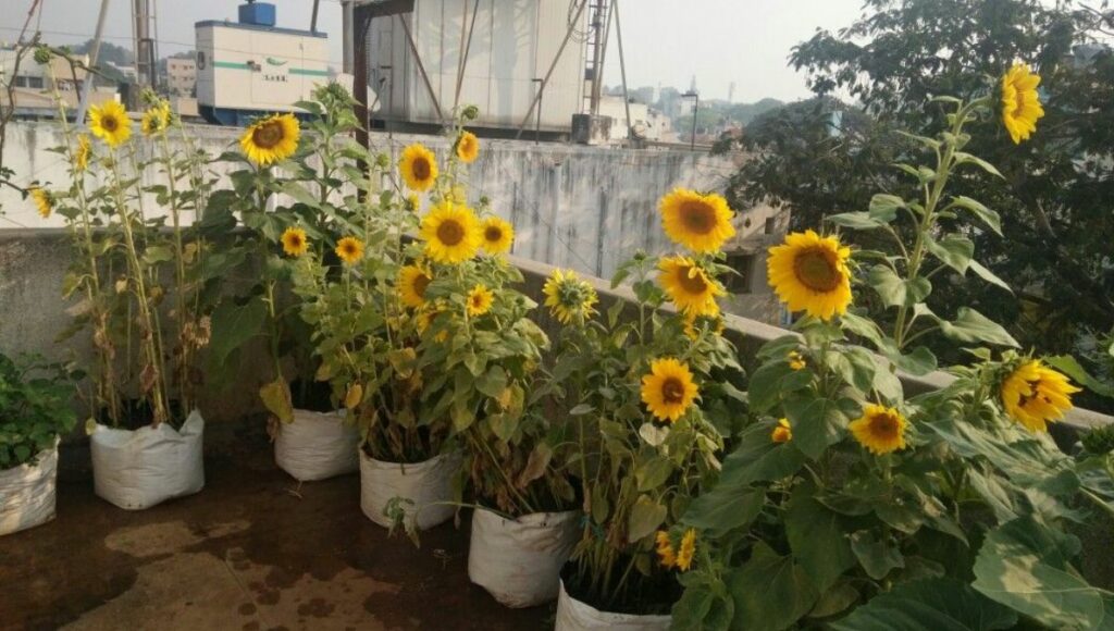 Grow Sunflower in winters