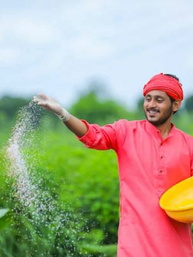 Indian farmer spreading fertilizer in the green banana field