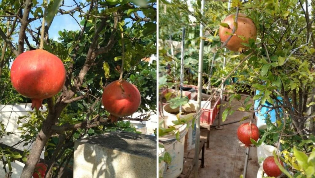 how to grow pomegranate 