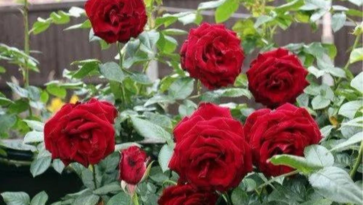 Red cascade rose plant