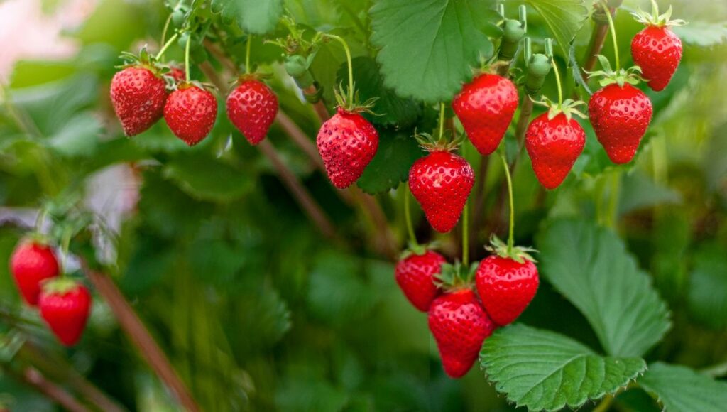 strawberry plant 