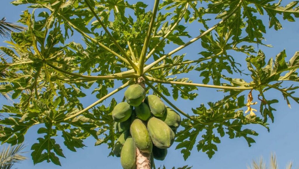 Grow Papaya plant in winter 