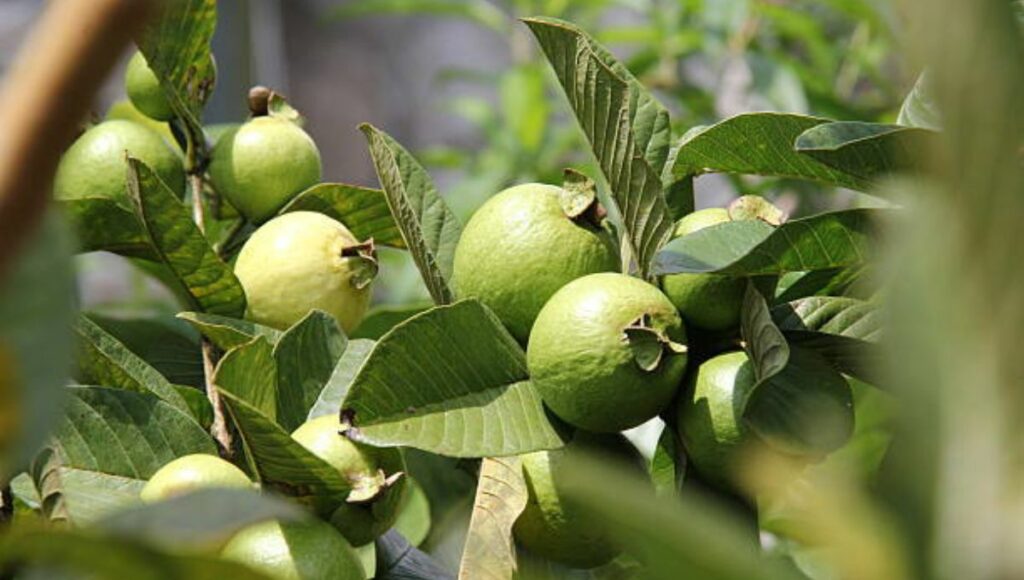 Winter fruits Guava 