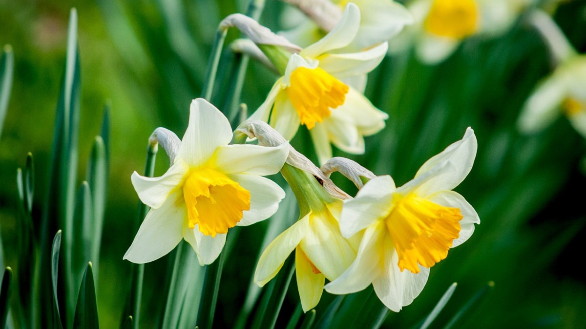 Daffodils Flower In Hindi Best Flower Site