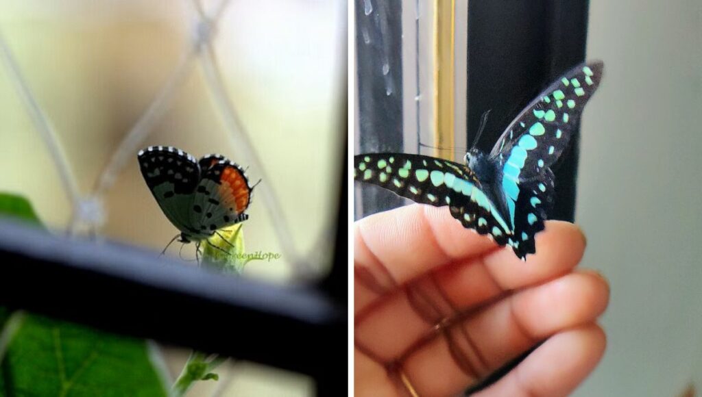 Butterflies at Priyanka's Home  
