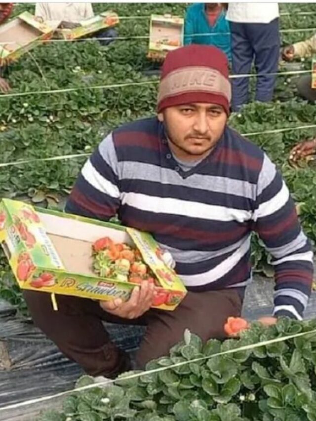 Ankit, strawberry farmer from Haryana