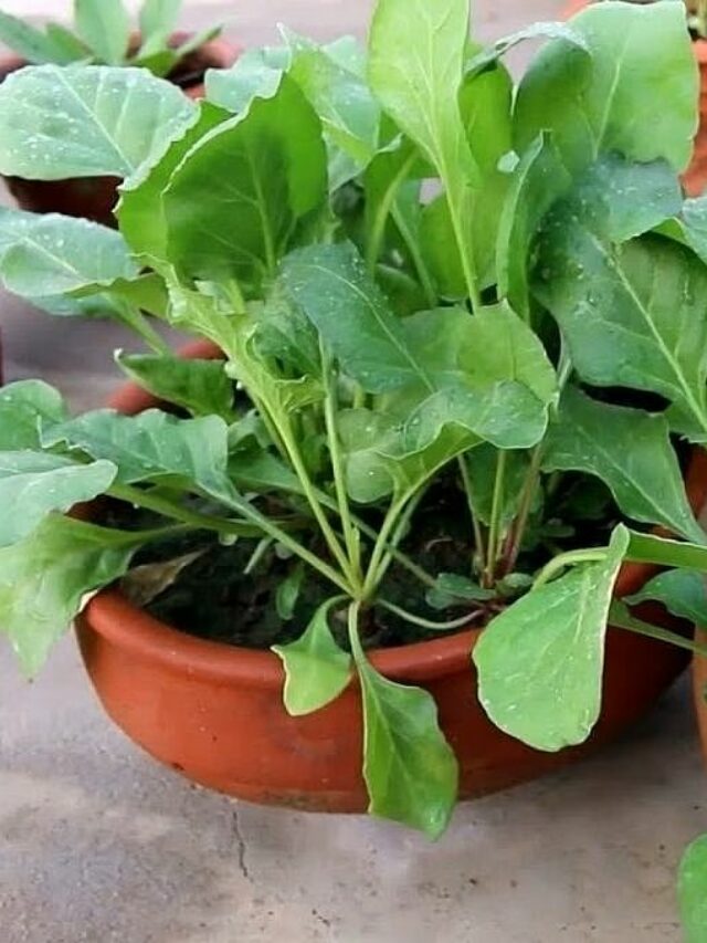 vegetable-to-grow-in-February--1