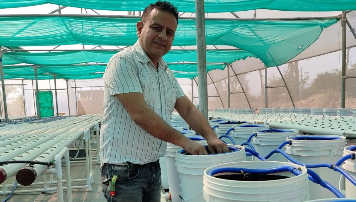 NIT graduate Naveen Sharma doing hydroponic farming